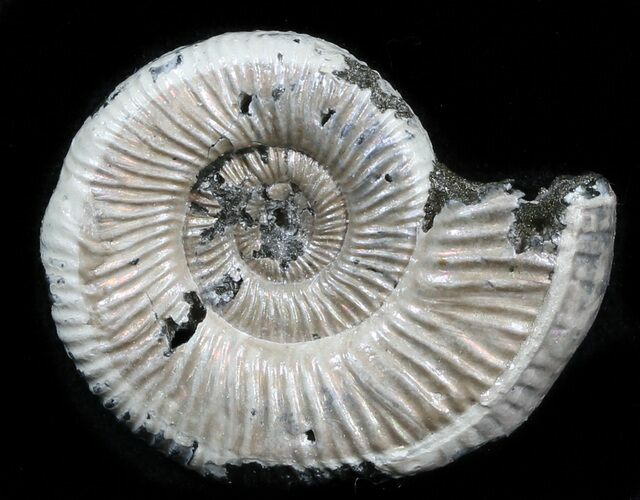 Iridescent Binatishinctes Ammonite Fossil - Russia #34592